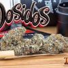 DOSIDOS STRAIN