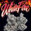 WHITE FIRE WEED